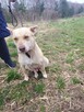 Piękna FIONA w typie mini husky szuka domu !! - 3