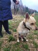 Śliczna FIONA w typie mini husky szuka domu !! Do adopcji !! - 2