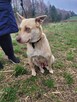 Śliczna FIONA w typie mini husky szuka domu !! Do adopcji !! - 6