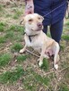 Śliczna FIONA w typie mini husky szuka domu !! Do adopcji !! - 5
