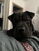Oddam pieska w typie sharpei - 3