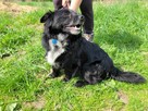 Mały, kochający człowieka KUBUŚ szuka domu !! Do adopcji !! - 4