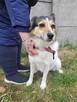 Tęskniąca za człowiekiem MONIA szuka domu !! Do adopcji !! - 3
