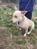 Śliczna FIONA w typie mini husky szuka domu !! Do adopcji !! - 4