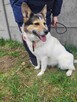 Tęskniąca za człowiekiem MONIA szuka domu !! Do adopcji !! - 5