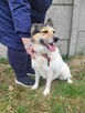Tęskniąca za człowiekiem MONIA szuka domu !! Do adopcji !! - 2