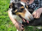 Piękny BOGUŚ w typie owczarka collie szuka domu !! - 6