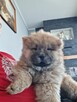 Sprzedam Chow Chow szczeniaki - 6