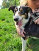 Piękny BOGUŚ w typie owczarka collie szuka domu !! - 4