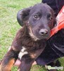 ARIA – mała, 4,5-miesięczna sunia szuka PILNIE domu - 1