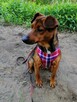 TOŚKA mała przyjazna suczka poleca się do adopcji - 3
