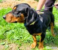 FOKUS – piękny psiak w typie gończy polski do adopcji - 3