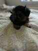 3 York Morkie szukają domku - 2