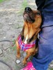 TOŚKA mała przyjazna suczka poleca się do adopcji - 4