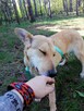 MILKA młoda spokojna suczka poleca się do adopcji - 7