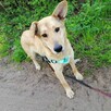 MILKA młoda spokojna suczka poleca się do adopcji - 2