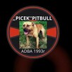 Amerykański Pitbullterrier-szczeniaki - 1