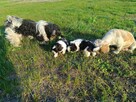 Shih tzu szczenięta - 3