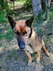 BAGIRA suczka w typie owczarka belgijskiego szuka domu - 5