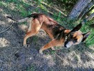 BAGIRA suczka w typie owczarka belgijskiego szuka domu - 3
