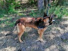 BAGIRA suczka w typie owczarka belgijskiego szuka domu - 8