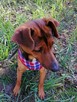 TOŚKA mała przyjazna suczka poleca się do adopcji - 5