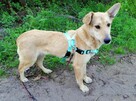 MILKA młoda spokojna suczka poleca się do adopcji - 8