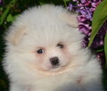 SZPIC MINIATUROWY POMERANIAN ŚLICZNY PUCHATY PIESEK DO ODBIO - 3