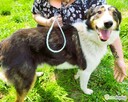 BOGUŚ – kochany psiak w typie szkocki collie szuka domu - 1