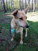 MILKA młoda spokojna suczka poleca się do adopcji - 6