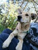 MILKA młoda spokojna suczka poleca się do adopcji - 3