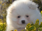 SZPIC MINIATUROWY POMERANIAN ŚLICZNY PUCHATY PIESEK DO ODBIO - 1