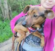 TOŚKA mała przyjazna suczka poleca się do adopcji - 8