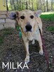 MILKA młoda spokojna suczka poleca się do adopcji - 4