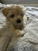 3 York Morkie szukają domku - 3