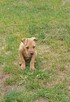 Amerykański Pitbullterrier-szczeniaki - 6