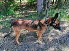 BAGIRA suczka w typie owczarka belgijskiego szuka domu - 4
