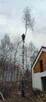 Wycinka drzew, alpinistycznie. - 1