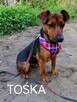 TOŚKA mała przyjazna suczka poleca się do adopcji - 1