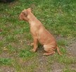 Amerykański Pitbullterrier-szczeniaki - 5
