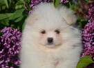 SZPIC MINIATUROWY POMERANIAN ŚLICZNY PUCHATY PIESEK DO ODBIO - 2