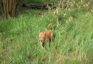 Amerykański Pitbullterrier-szczeniaki - 7
