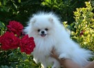 SZPIC MINIATUROWY POMERANIAN ŚLICZNY PUCHATY PIESEK DO ODBIO - 4