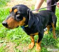 FOKUS – piękny psiak w typie gończy polski do adopcji - 2