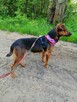 TOŚKA mała przyjazna suczka poleca się do adopcji - 2