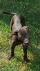 Amerykański Pitbullterrier-szczeniaki - 12