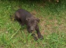 Amerykański Pitbullterrier-szczeniaki - 8