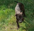 Amerykański Pitbullterrier-szczeniaki - 11