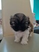 szczeniaki shih tzu - 2