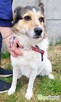MONIA – kochana, wesoła sunia za kratami, ADOPTUJ - 1